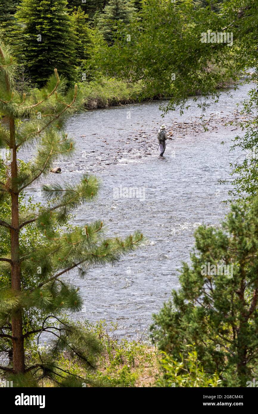 Fox Creek, Colorado - Angeln im Conejos River im Rio Grande National Forest. Stockfoto