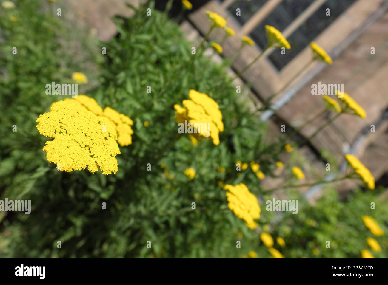 Achillea gelb-goldene Blüten auch als Yarrow in einem englischen Garten im Juli 2021 bekannt Stockfoto