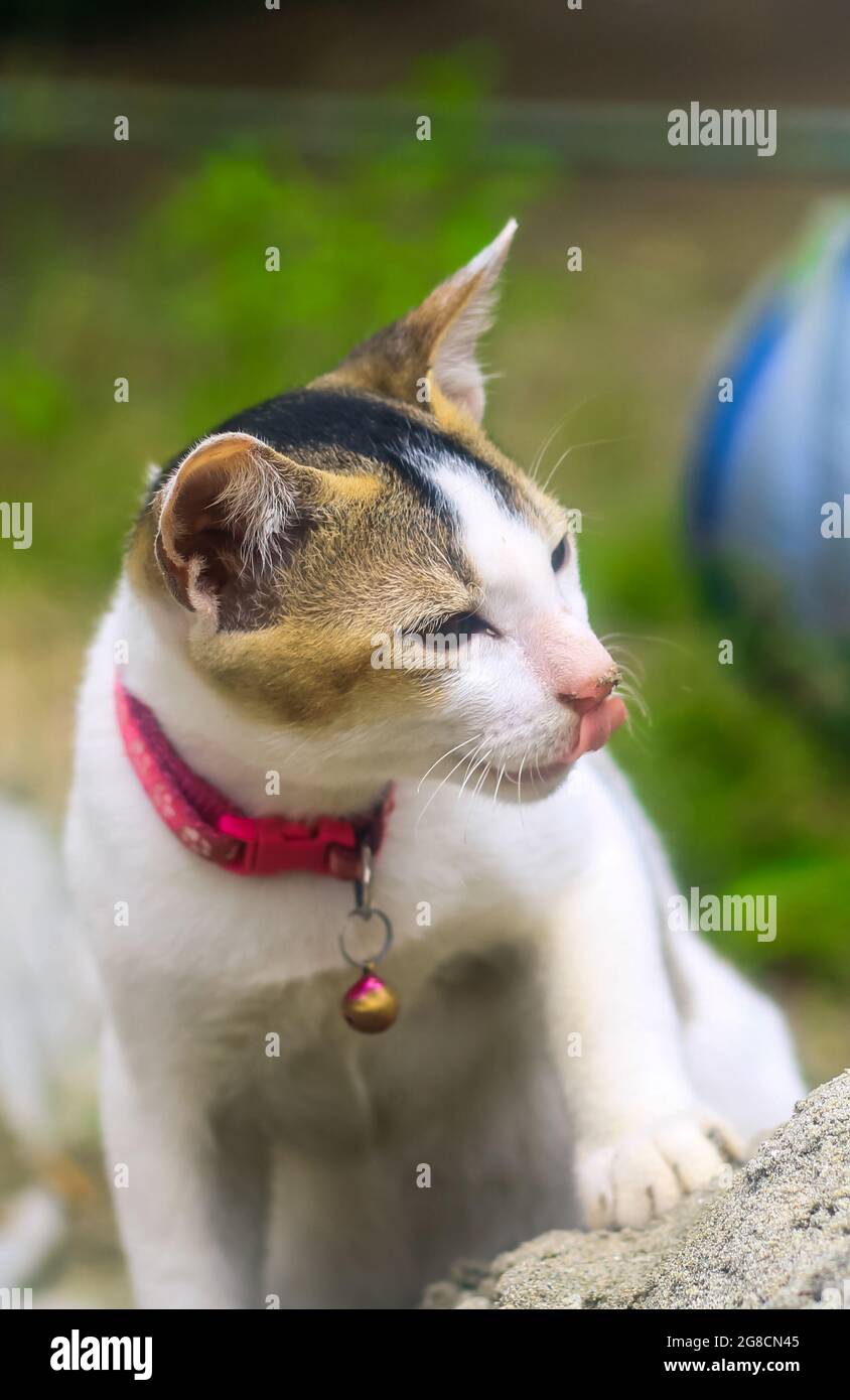 Weiße Katze blickt beim Pliying auf die Kamera zurück. Eine weiße Katze, die plüngelt. Stockfoto