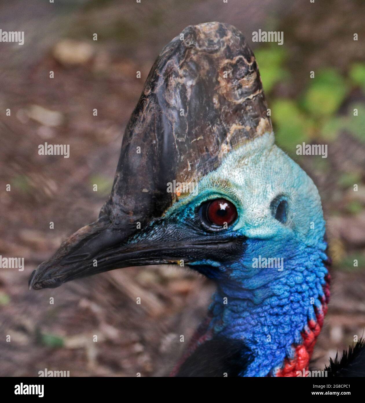 Southern Cassowary (Casuarius casuarius) Stockfoto