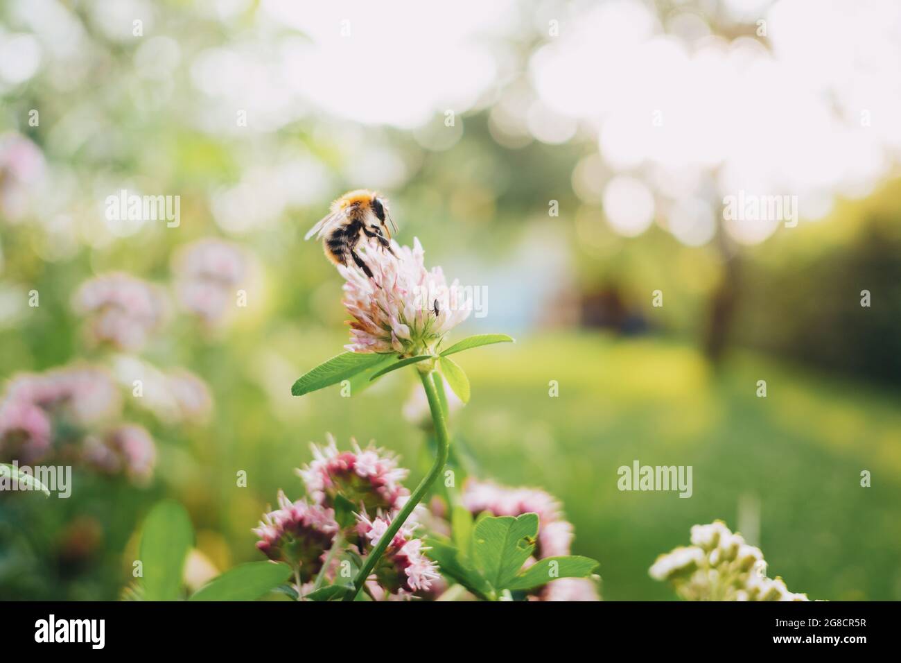 Nahaufnahme einer Biene, die an einem Sommertag auf einer Blume sitzt, mit weichem Bokeh und übertrieften Highlights Stockfoto