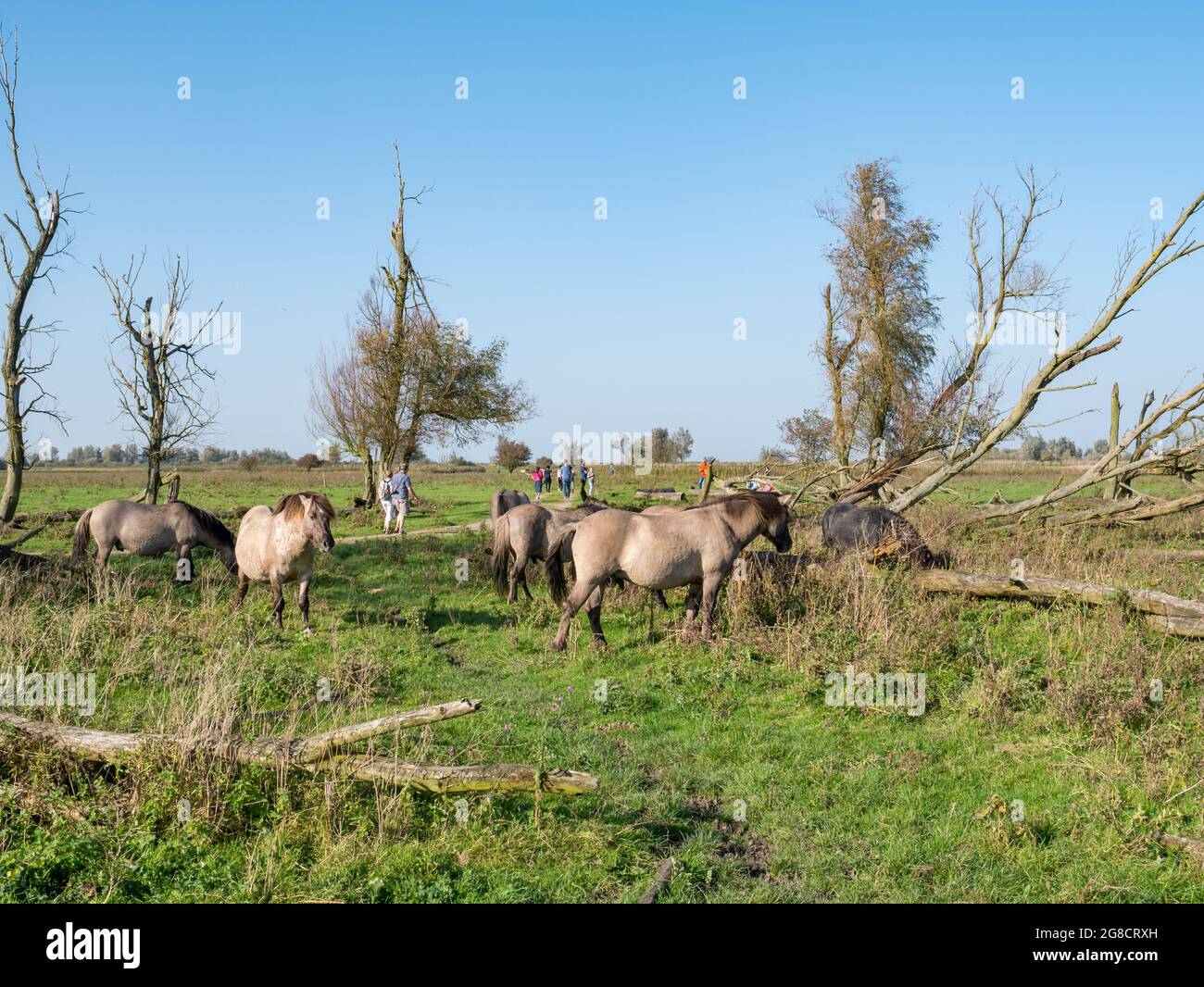 Grasende Herde von konik Pferde und Menschen zu Fuß im Naturschutzgebiet Oostvaardersplassen, Flevoland, Niederlande Stockfoto
