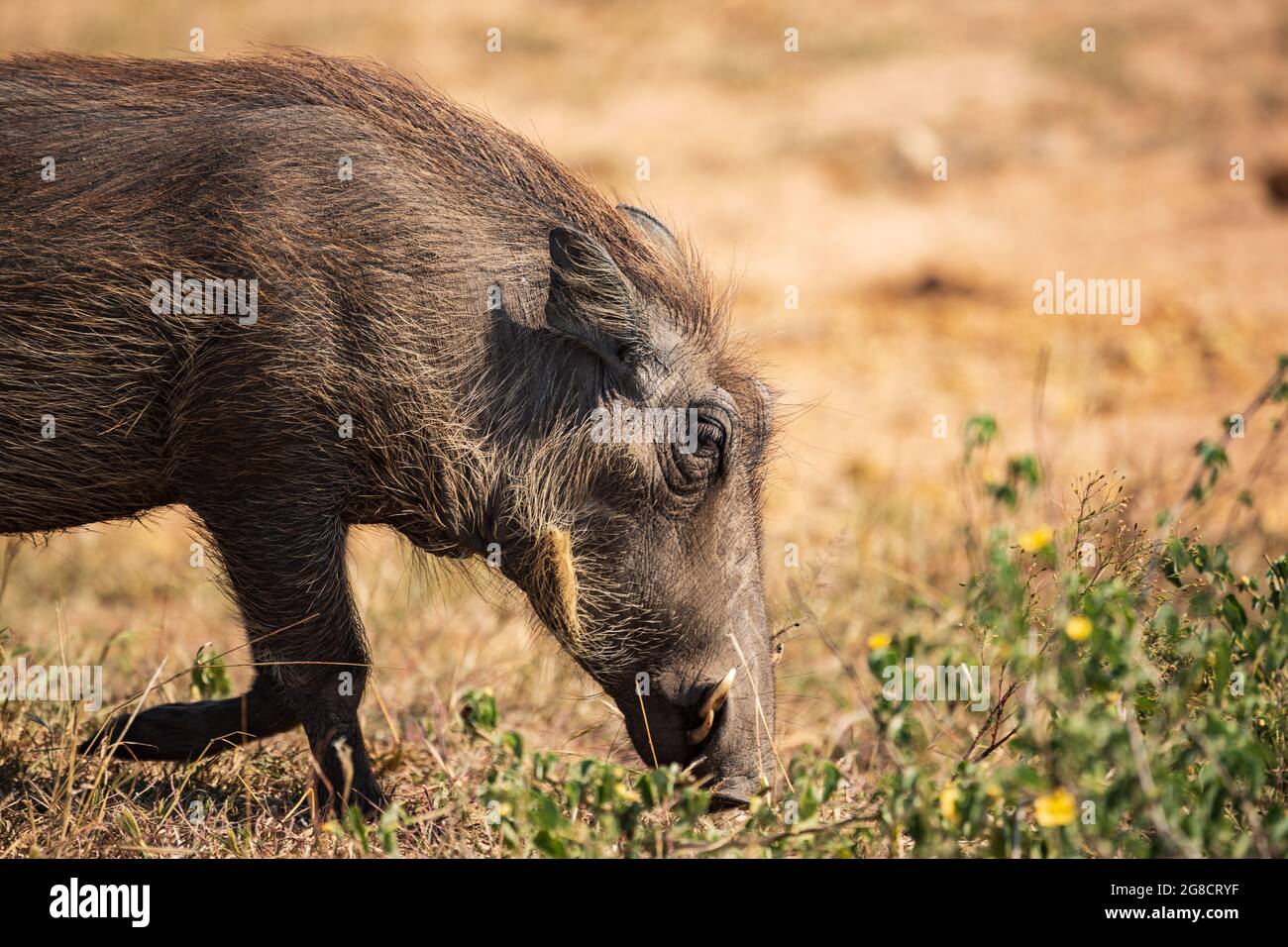 Nahaufnahme des afrikanischen Warzenschweins Phacochoerus africanus, Kruger National Park, Südafrika Stockfoto