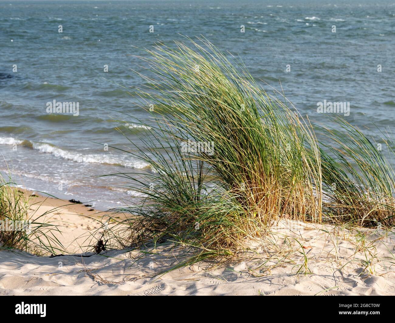 Sanddünen mit Marrammgras oder Strandgras, Ammophila arenaria, an der Waddenseeküste der westfriesischen Insel Vlieland, Niederlande Stockfoto