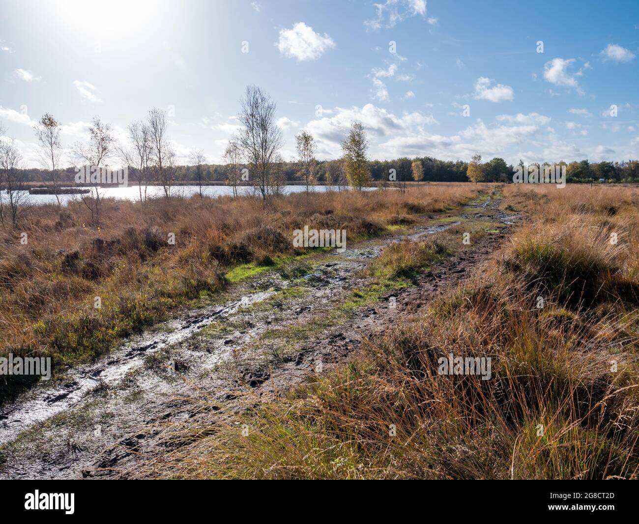 Sumpfiger Fußweg in der Moorlandschaft des Nationalparks Dwingelderveld, Drenthe, Niederlande Stockfoto