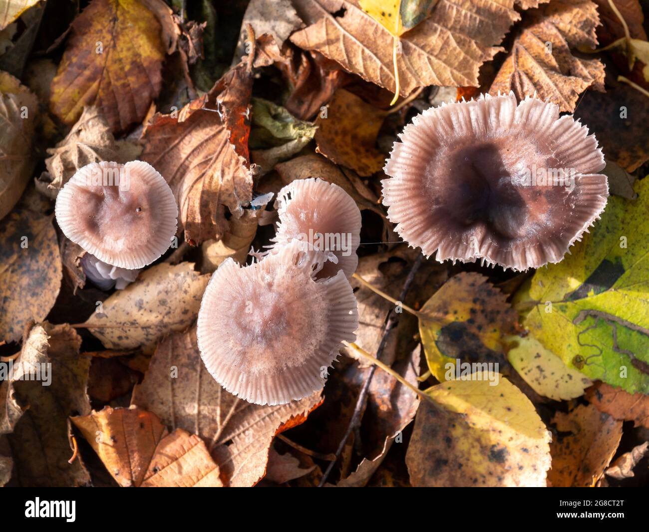 Draufsicht auf die Kappen der Fliederhaube, Mycena pura, giftige Pilze unter herbstlichen Blättern, Niederlande Stockfoto