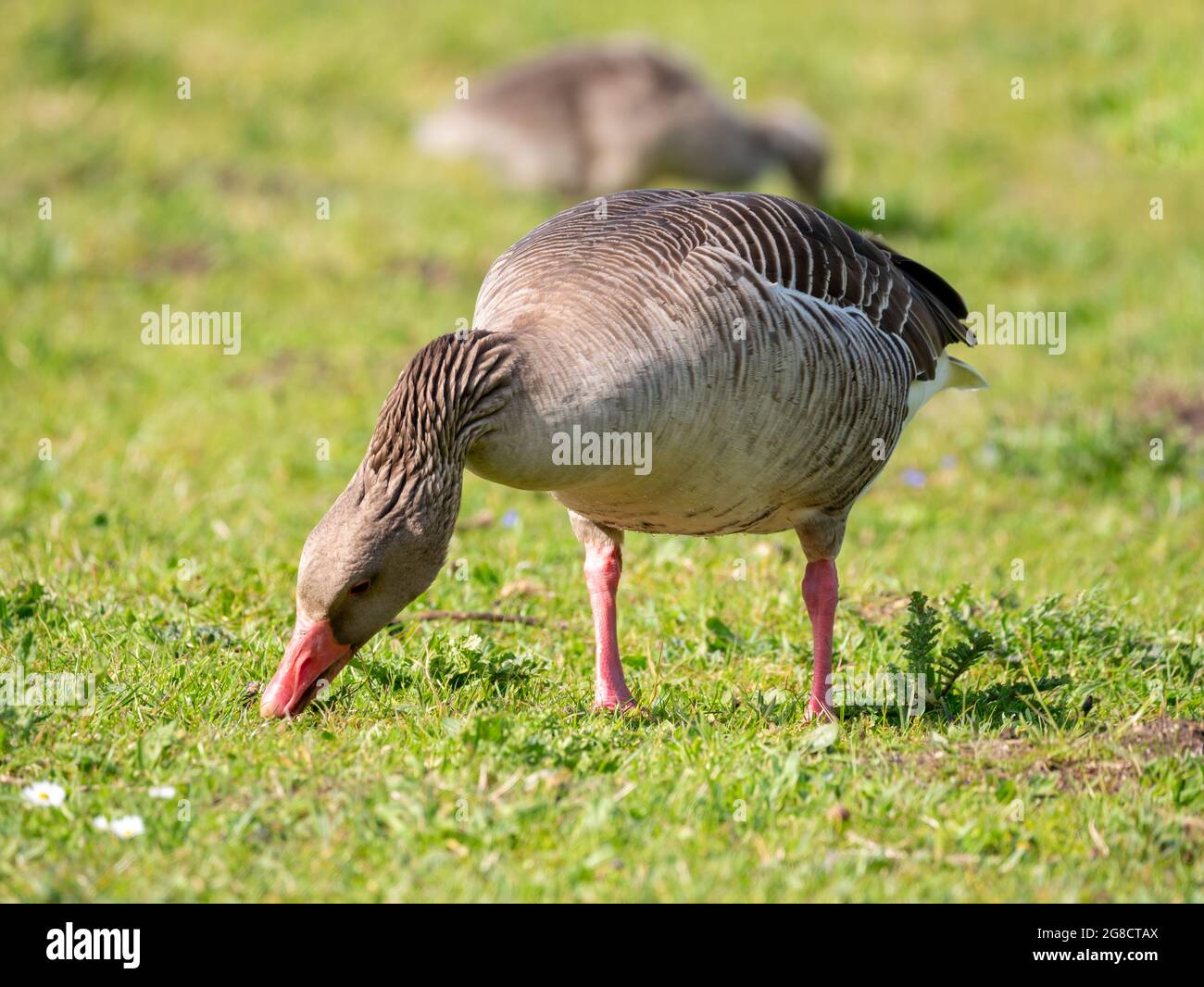 Graugans, Anser anser, Fütterung, Nahaufnahme der im Frühjahr auf Gras grasenden Gans, Niederlande Stockfoto
