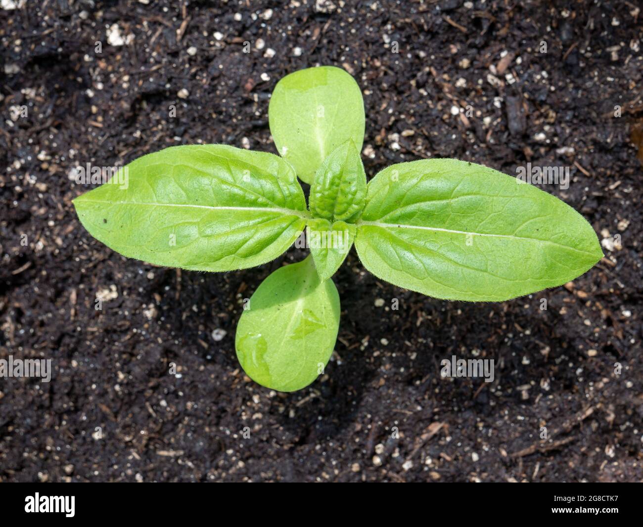 Sonnenblumenpflanze, Helianthus annuus, Nahaufnahme von oben von jungen grünen Blättern der Pflanze in Kompost-Boden Stockfoto