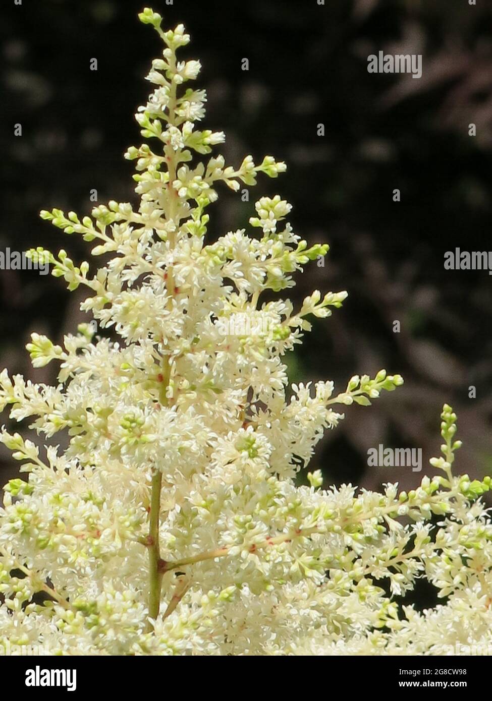 Nahaufnahme einer federleichten Spitze aus weißem Astilbe aus der Familie der Saxifragaceae, auch bekannt als falscher Ziegenbart, in voller Blüte. Stockfoto