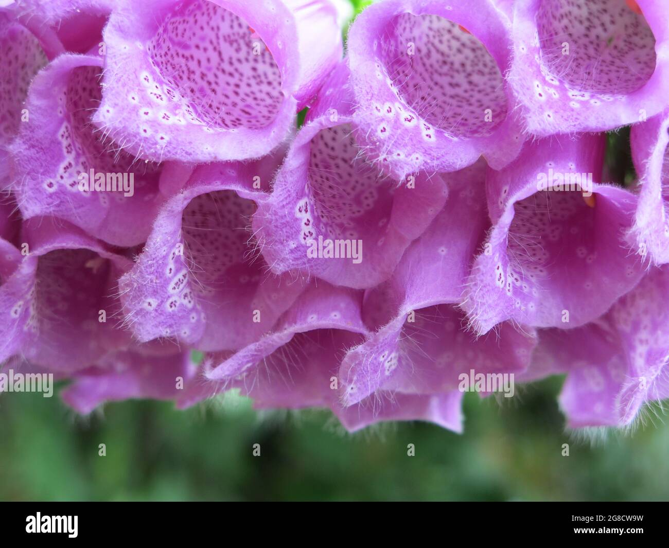 Nahaufnahme der Reihen der röhrenförmigen Blüten des gemeinen violetten Fuchshandschuhs, digitalis purpurea Stockfoto