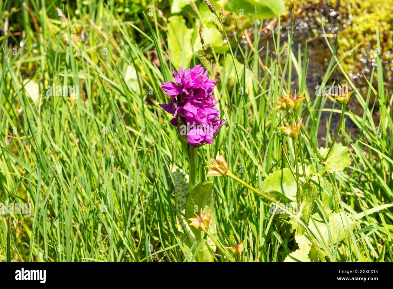 Herzblühende Marschorchidee oder Dactylorhiza-Cordigera in natürlichem Sumpfgebiet, Rila-Naturschutzgebiet und Nationalpark, Bulgarien, Europa. Stockfoto