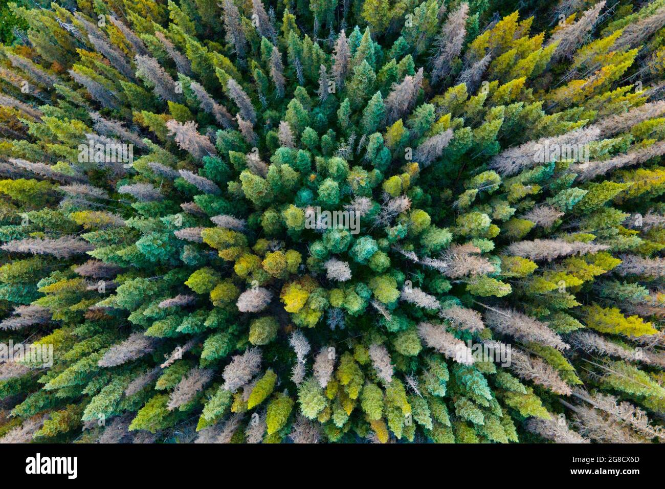 Die toten drei Kiefern sind von der Pine Beetle-Krankheit betroffen Stockfoto