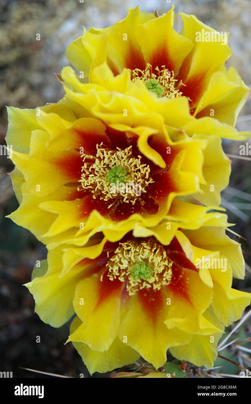 Kaktusblüte mit zarten Blütenblättern und Knospen, Kaktusblüte mit gelben - roten Blütenblättern und weißen Staubgefäßen, Kaktus mit Dornen, Schönheit in der Natur, blumig Stockfoto