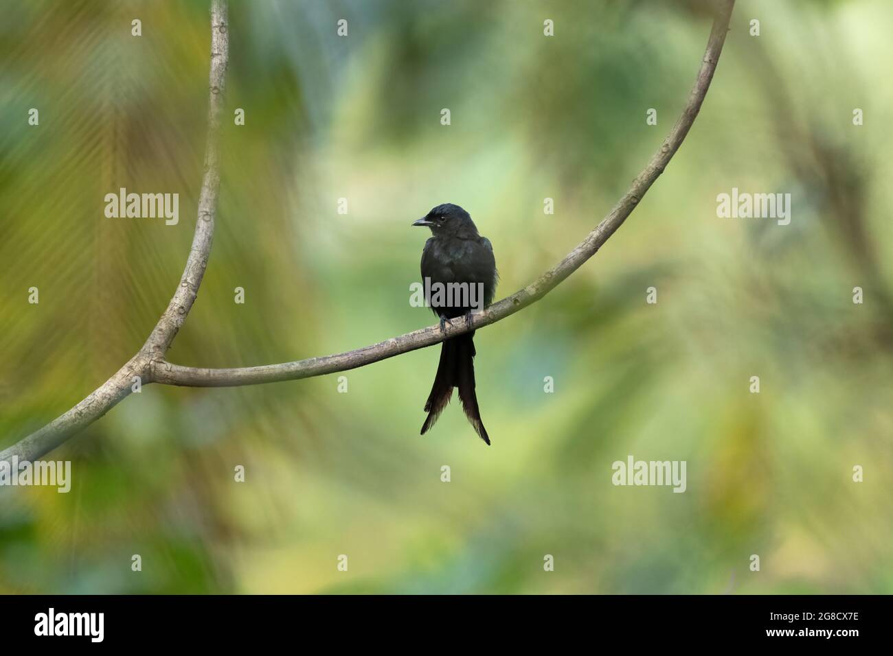 Ein wunderschöner schwarzer Drongo (Dicrurus macrocercus), der auf einem langen Zweig in freier Wildbahn thront. Stockfoto