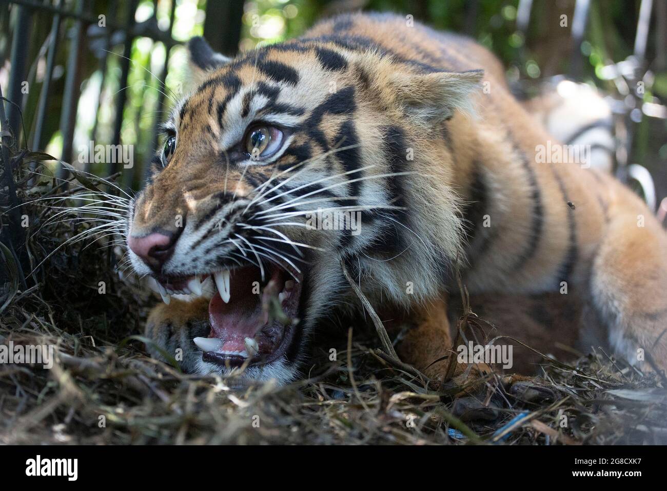 West-Sumatra, Indonesien. Juli 2021. Das am 19. Juli 2021 aufgenommene Foto zeigt einen wilden Sumatra-Tiger, der von der West Sumatra Natural Resources Conservation Agency (BKSDA) auf einer Palmenplantage in der Region Pasaman Barat, West Sumatra, Indonesien, am 19. Juli 2021 gerettet wurde. Quelle: Andri Mardiansyah/Xinhua/Alamy Live News Stockfoto