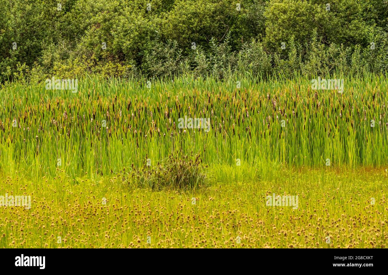 In diesem Feuchtgebiet in der Mündung des Salmon River gedeihen neben verschiedenen Gräsern und Vogelarten auch Binsen. Stockfoto