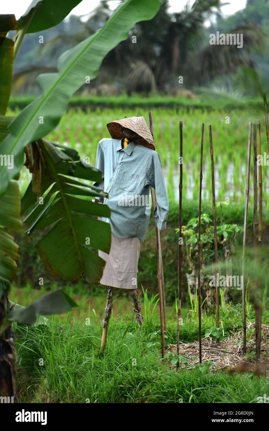 Vogelscheuche zum Schutz der Reiskulturen in Bali, Indonesien Stockfoto
