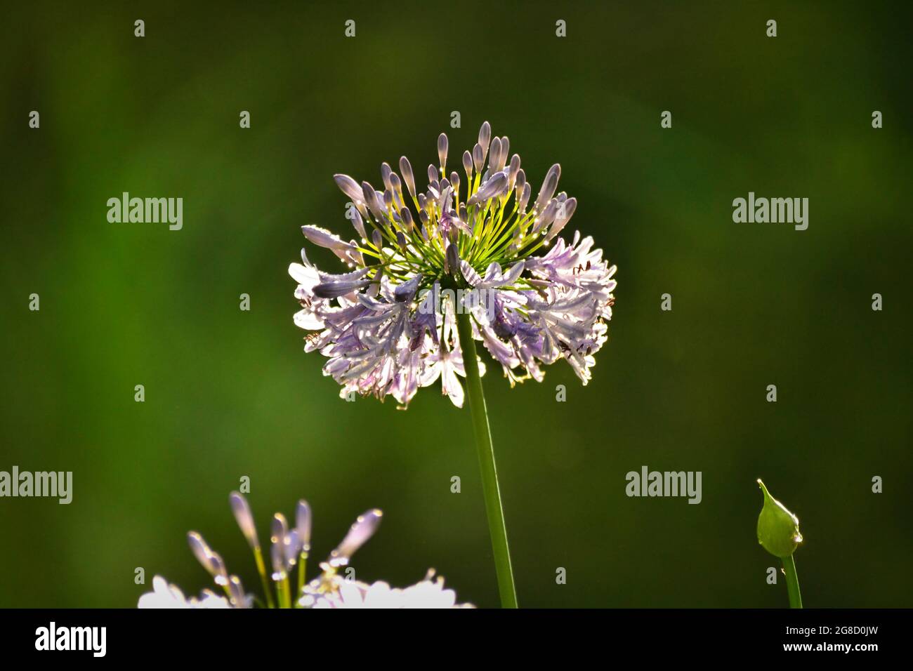 Nahaufnahme einer afrikanischen Lilienblüte (gewöhnlicher Agapanthus) im Hintergrund Stockfoto