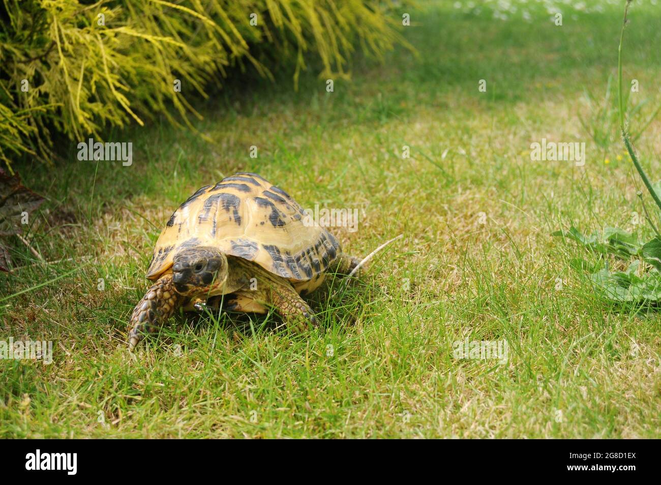 Hermanns Schildkröte in einem Garten Stockfoto