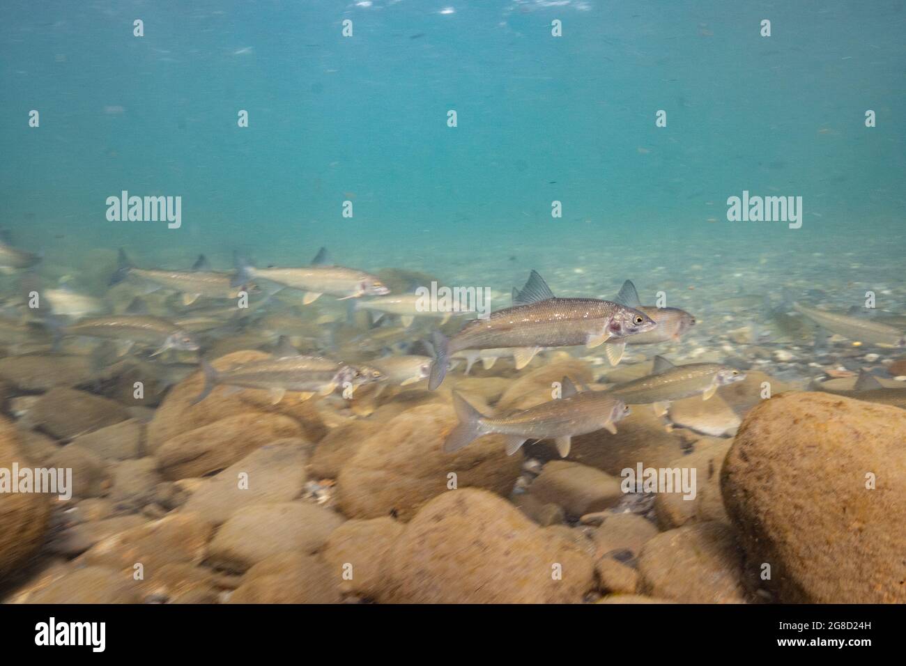 Mountain White Fisch in einer Schotterbar im Pine River in British Columbia. Stockfoto