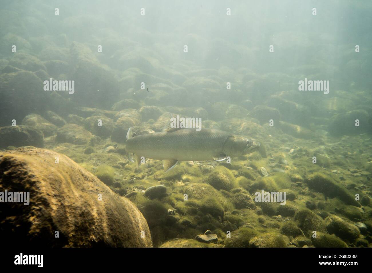 Eine Erwachsene Bullforelle, die in einem tiefen Pool im Norden von British Columbia, Kanada, schwimmt. Stockfoto