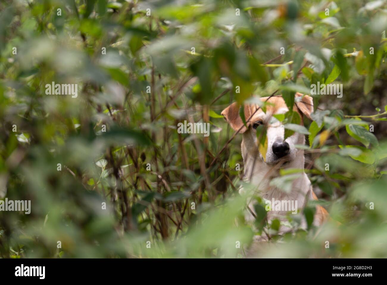 Schöner kleiner Hund versteckt in einem Busch. Blick auf die Kamera Stockfoto