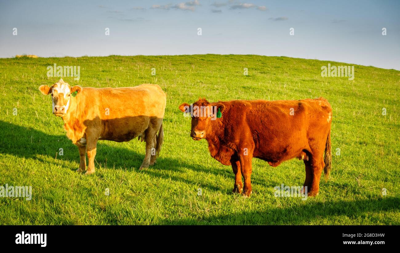 Zwei Kühe auf einer Weide in Central Kentucky Stockfoto