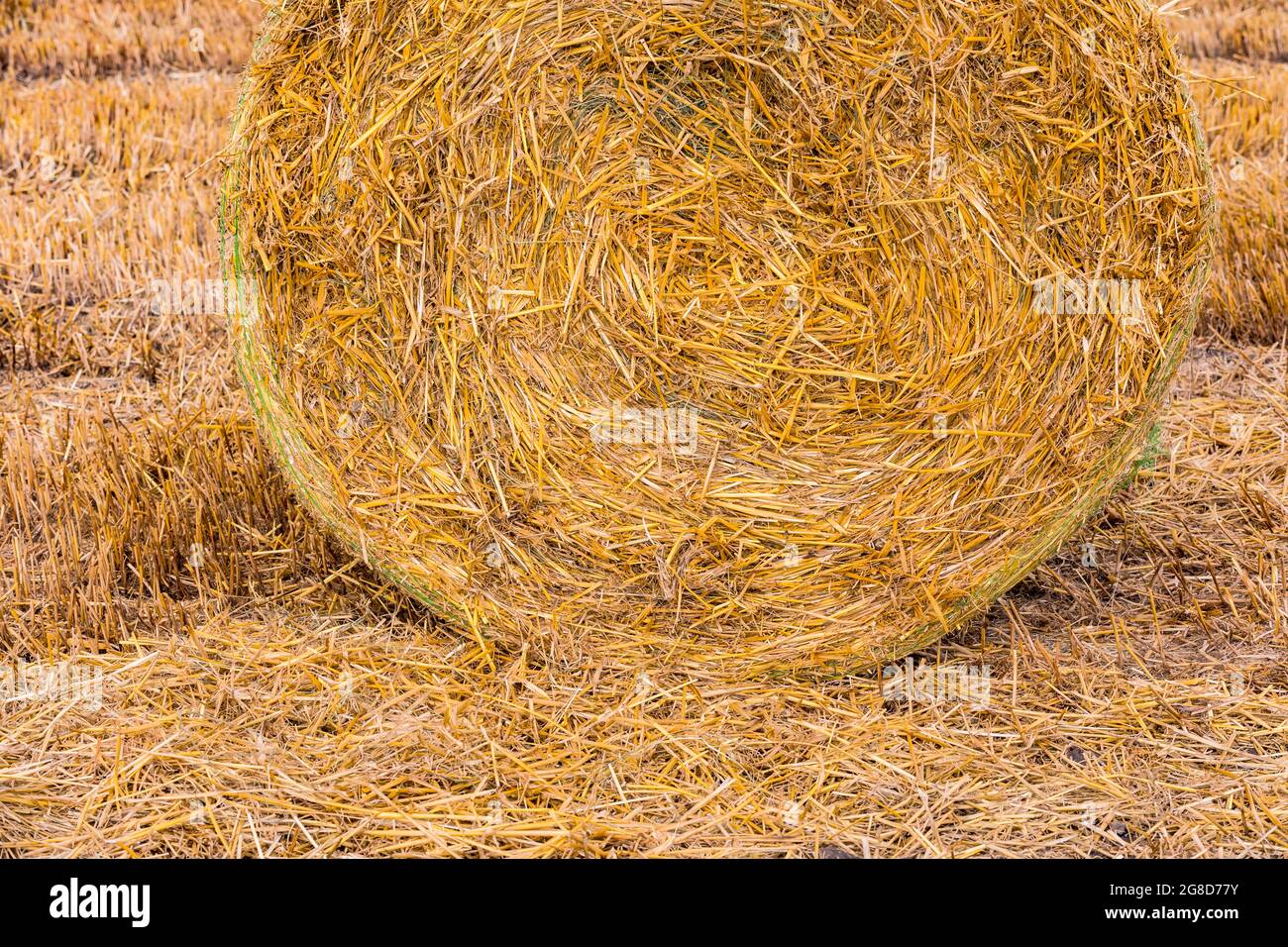 Ein Strohballen mit vielen Stielen und Stielen nach der Ernte im Sommer auf dem Feld Stockfoto