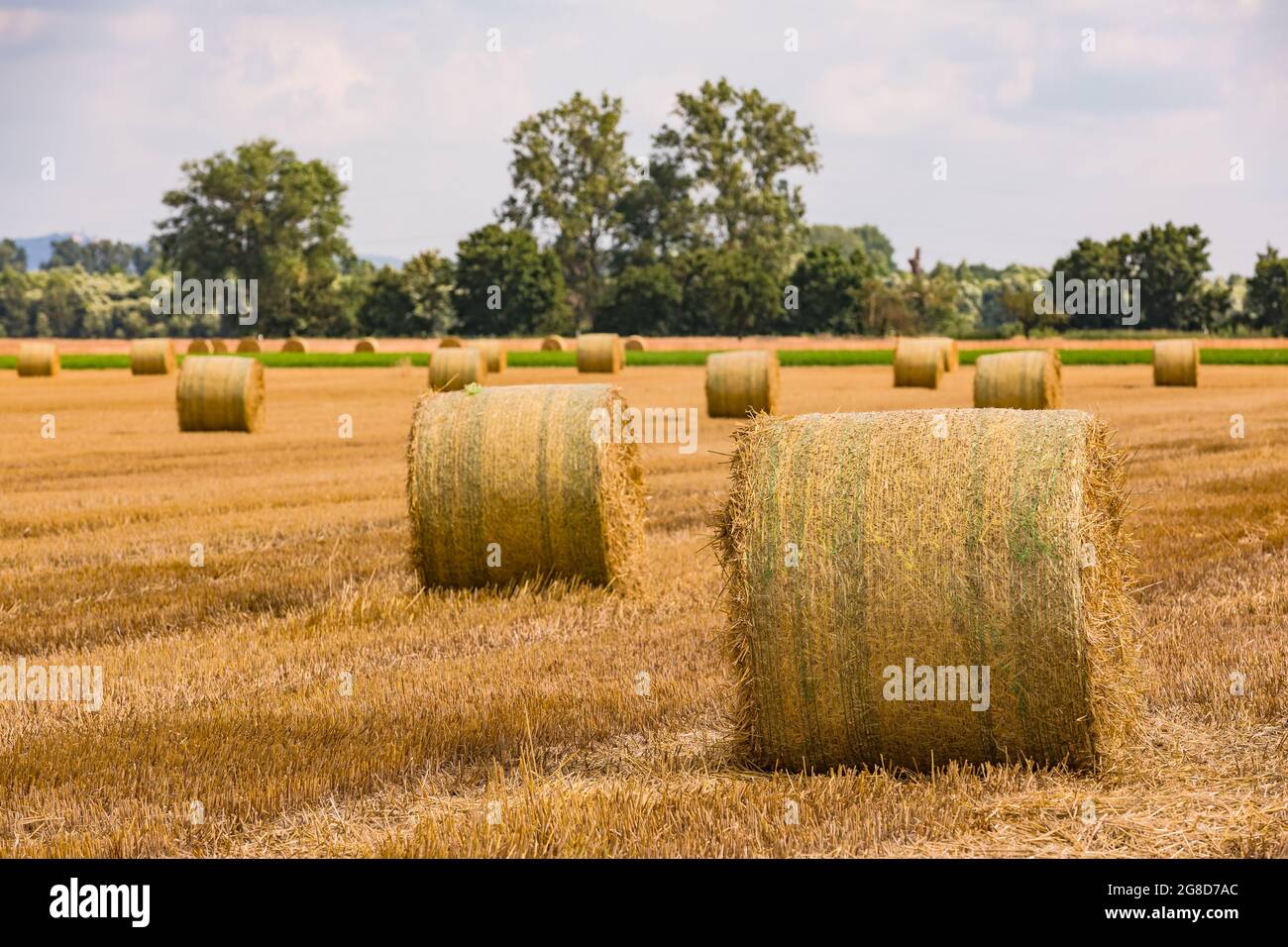 Runde Ballen auf einem geernteten Feld nach der Heuernte im Sommer Stockfoto