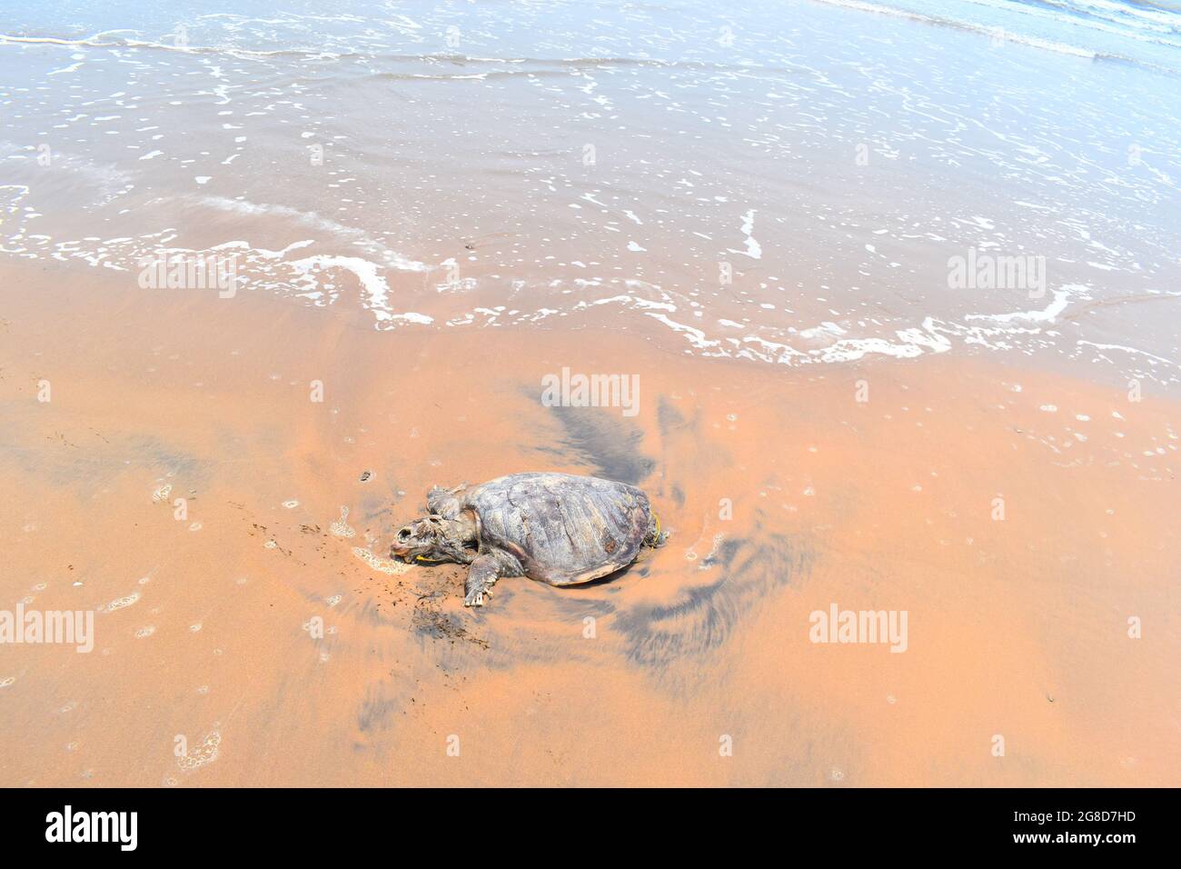 ORTOISE starb im INDISCHEN OZEAN. Traurig zu teilen, in der Indischen Ozean Schildkröte (Schildkröte), schwamm an Land und starb an der Küste. Stockfoto