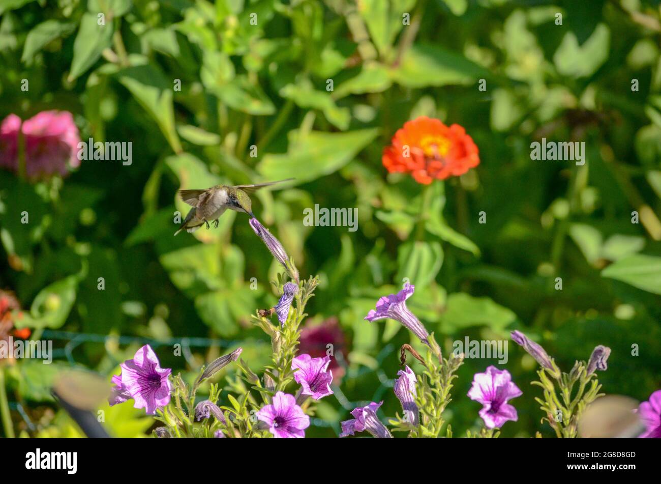 Kolibris in der Nähe eines Feeders Stockfoto