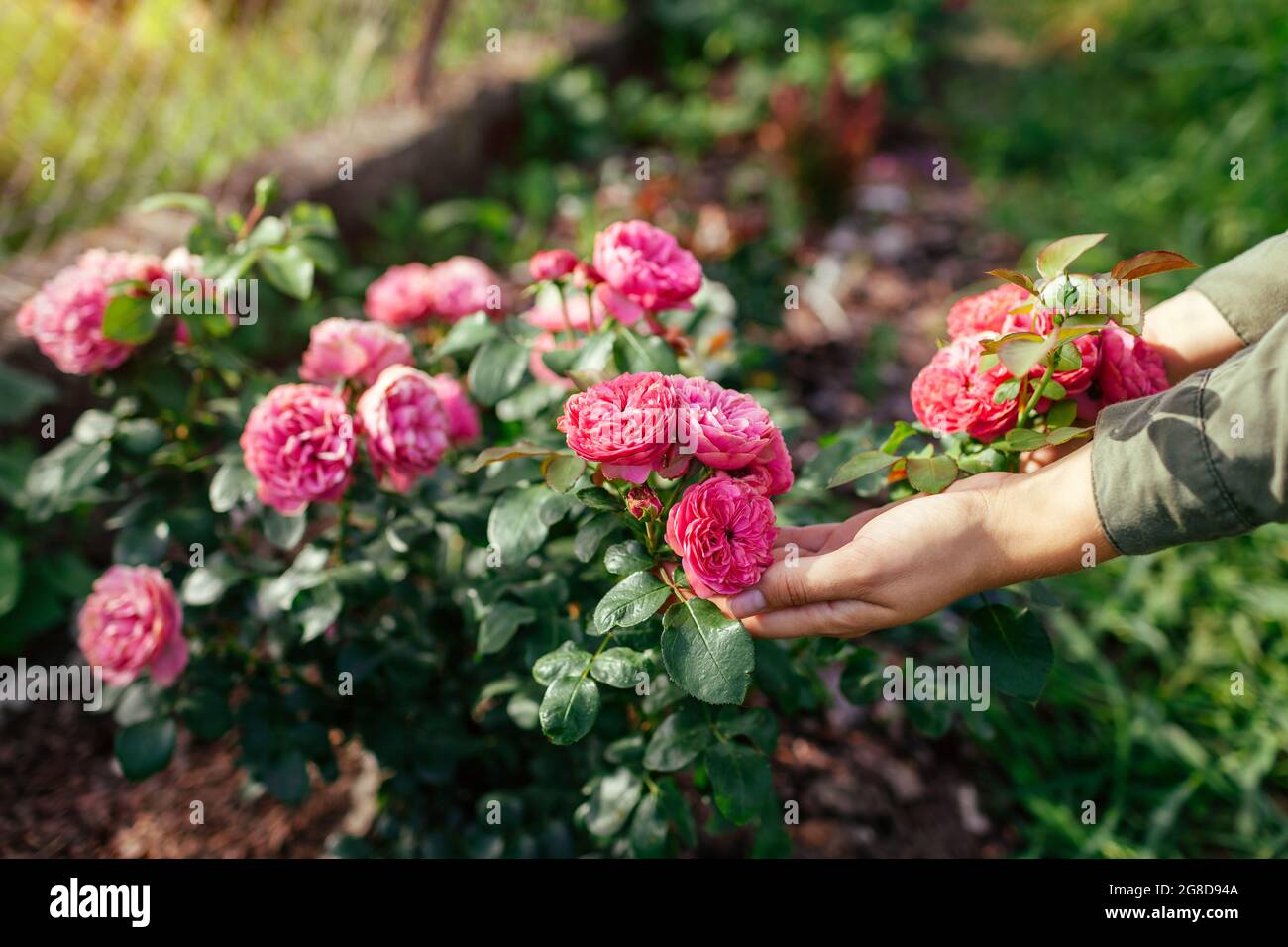 Leonardo da Vinci heiße rosa Rose blüht im Sommergarten. Gärtner