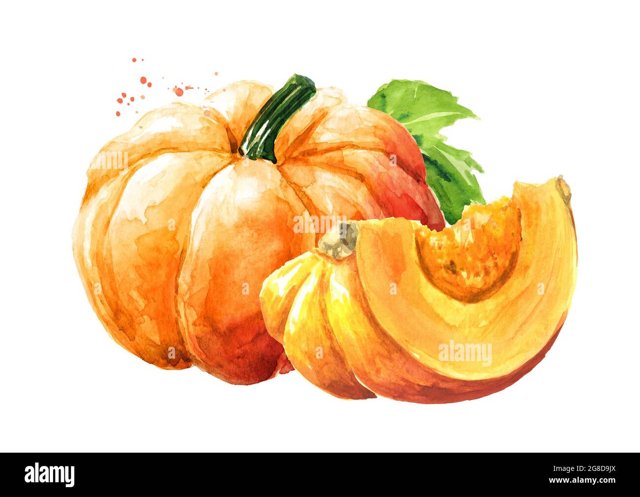 Frischer, reifer, gelber Kürbis oder Kürbis. Aquarell handgezeichnete Illustration isoliert auf weißem Hintergrund Stockfoto
