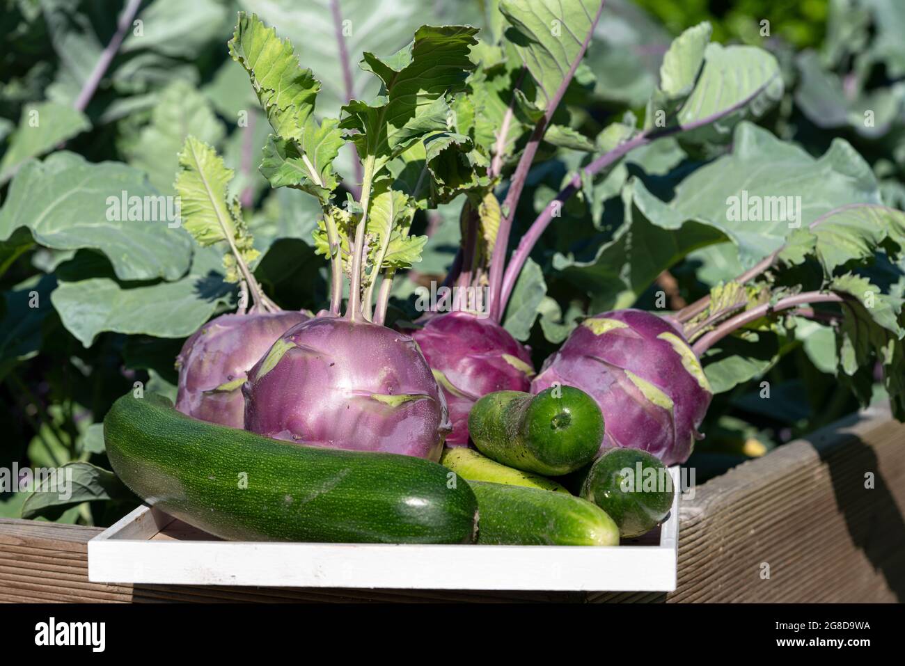 Erntezeit, Nahaufnahme Bild von Gemüse Stockfoto