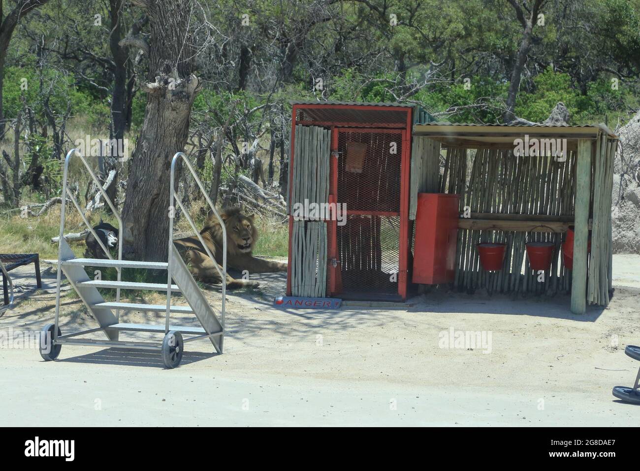 Ein Löwe ruht im Schatten neben einem Gefahrenschild für Feuerausrüstung auf Stanley's Airstrip im Okavango Delta, North-West District, Botswana. Stockfoto