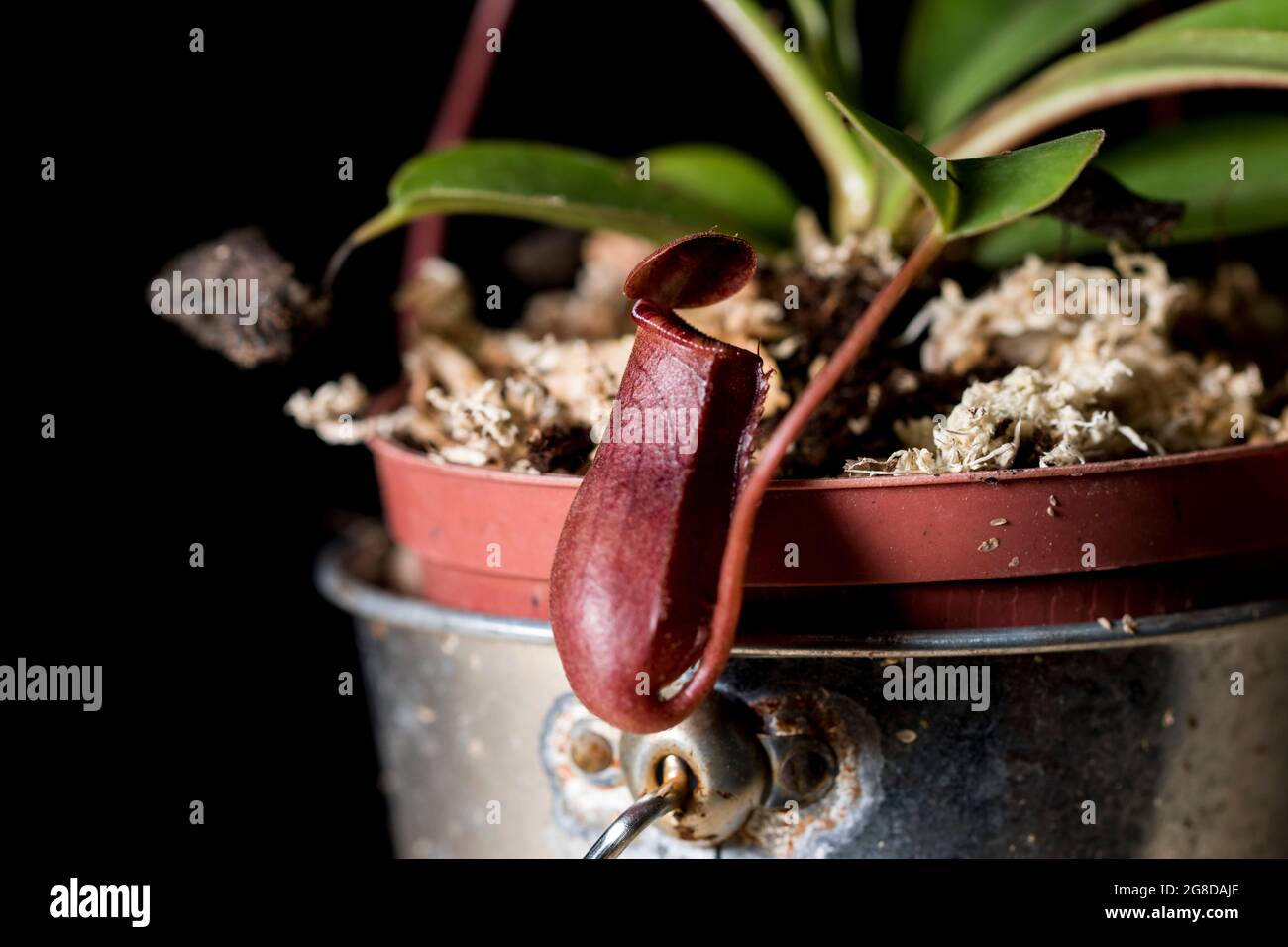 Nepenthes fleischfressende asiatische Krug-Pflanze blüht bereit, Insekten zu fangen. Affenbecherpflanze. Stockfoto
