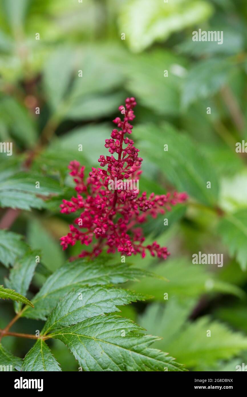 Astilbe 'Red Sentinel' in Blüte in einem Garten im Sommer, England, Großbritannien Stockfoto