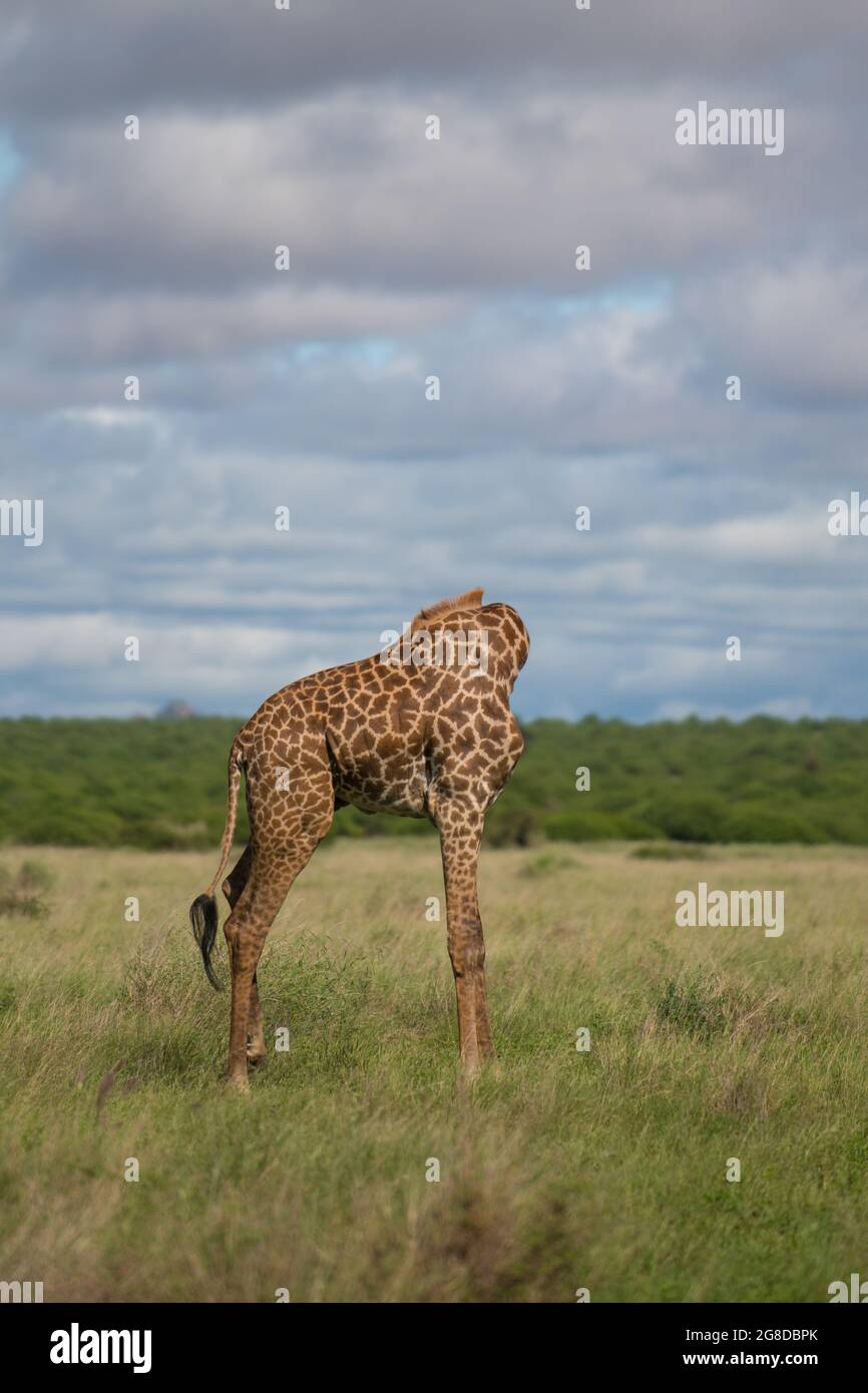 Die Giraffe scheint Kopf und Hals verloren zu haben, während sie sich selbst presst Stockfoto