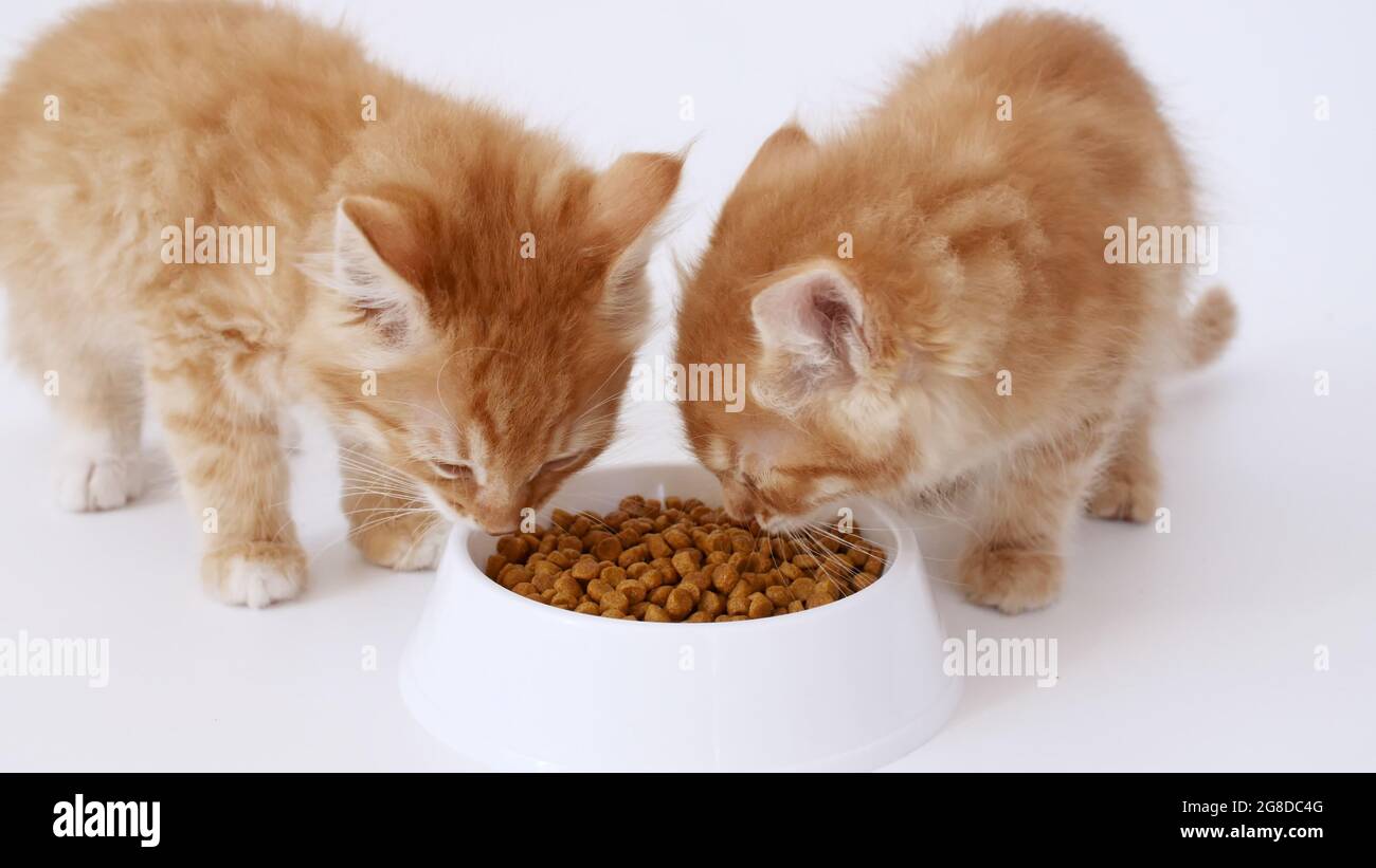 Katzenfutter Werbung Stockfotos und -bilder Kaufen - Alamy