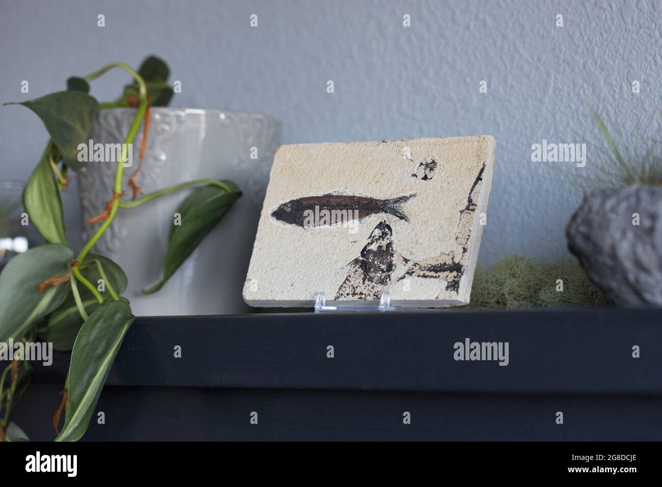 Versteinerte Fische auf einem Kaminsims mit Zimmerpflanzen. Stockfoto