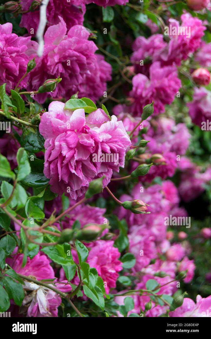 Wand aus rosafarbenen Kletterrosen Stockfoto