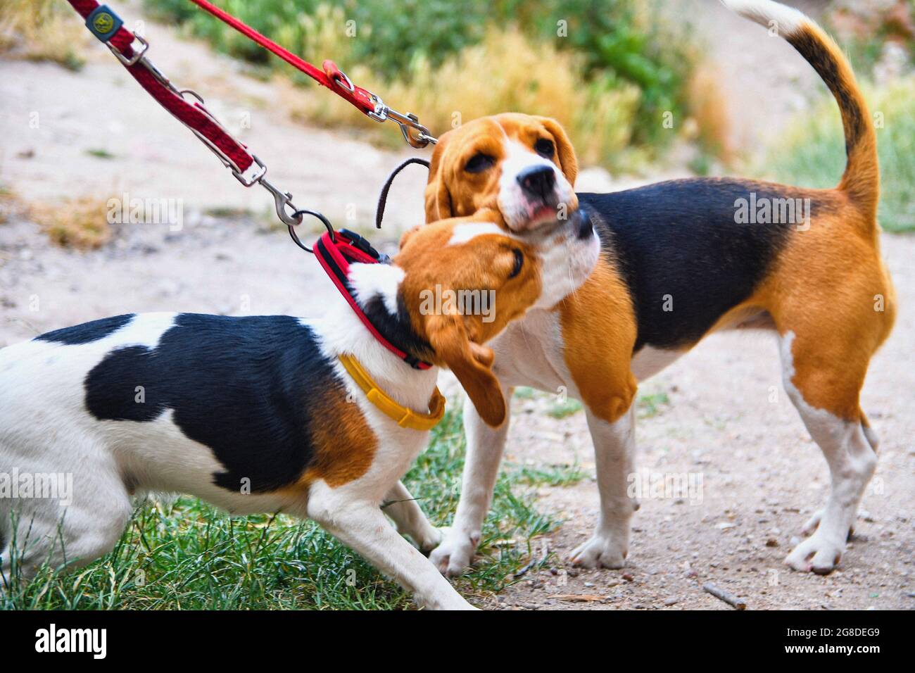 Ein süßer Beagle-Welpe küsst ihre Mutter. Beagle Hunde spielen im Freien Stockfoto