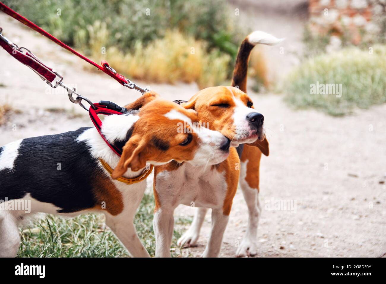 Ein süßer Beagle-Welpe küsst ihre Mutter. Beagle Hunde spielen im Freien Stockfoto