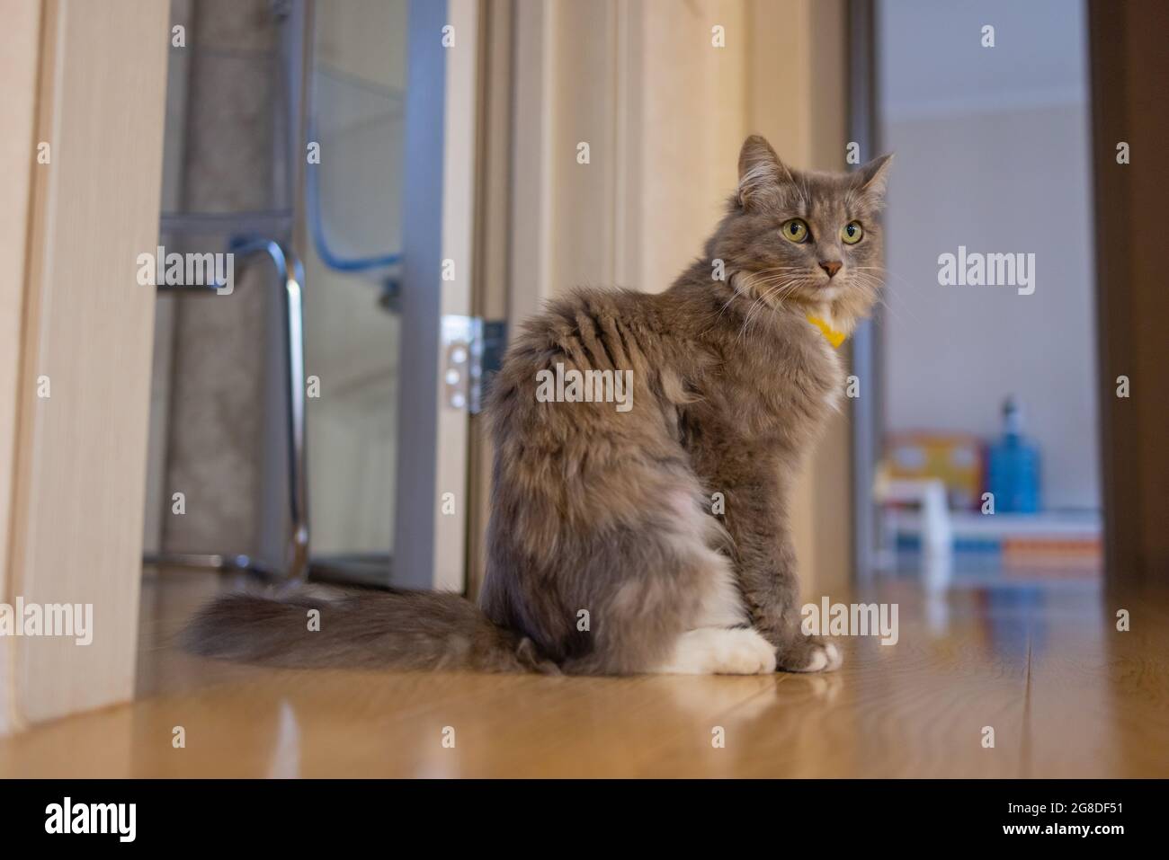 Korat Katze sitzt auf Holzboden Stockfoto