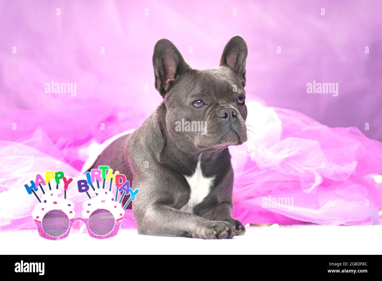 Schwarzer französischer Bulldogge mit pinkem Tutu-Rock und Brille mit Aufschrift „Happy Birthday“ Stockfoto