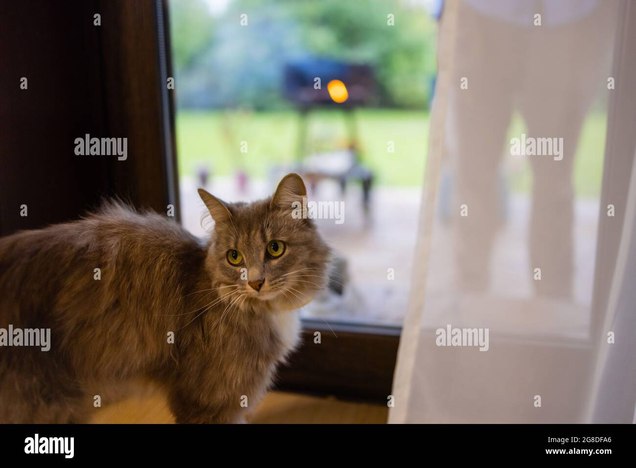 Korat Katze sitzt auf Holzboden Stockfoto