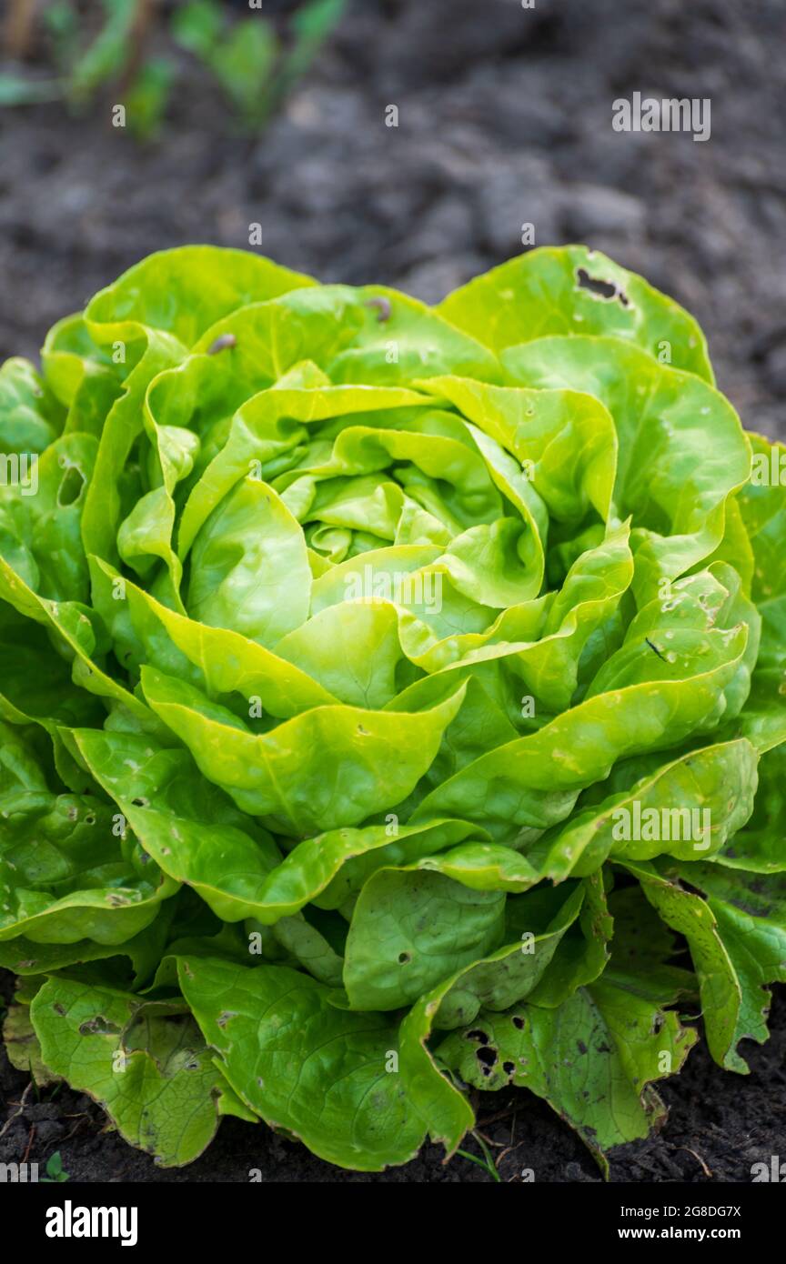 Öko-Landwirtschaft in den Niederlanden, Plantagen von jungen grünen Salatsalatpflanzen, gesunde Bio-Lebensmittel aus dem eigenen Garten Stockfoto