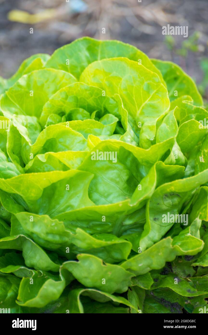 Öko-Landwirtschaft in den Niederlanden, Plantagen von jungen grünen Salatsalatpflanzen, gesunde Bio-Lebensmittel aus dem eigenen Garten Stockfoto