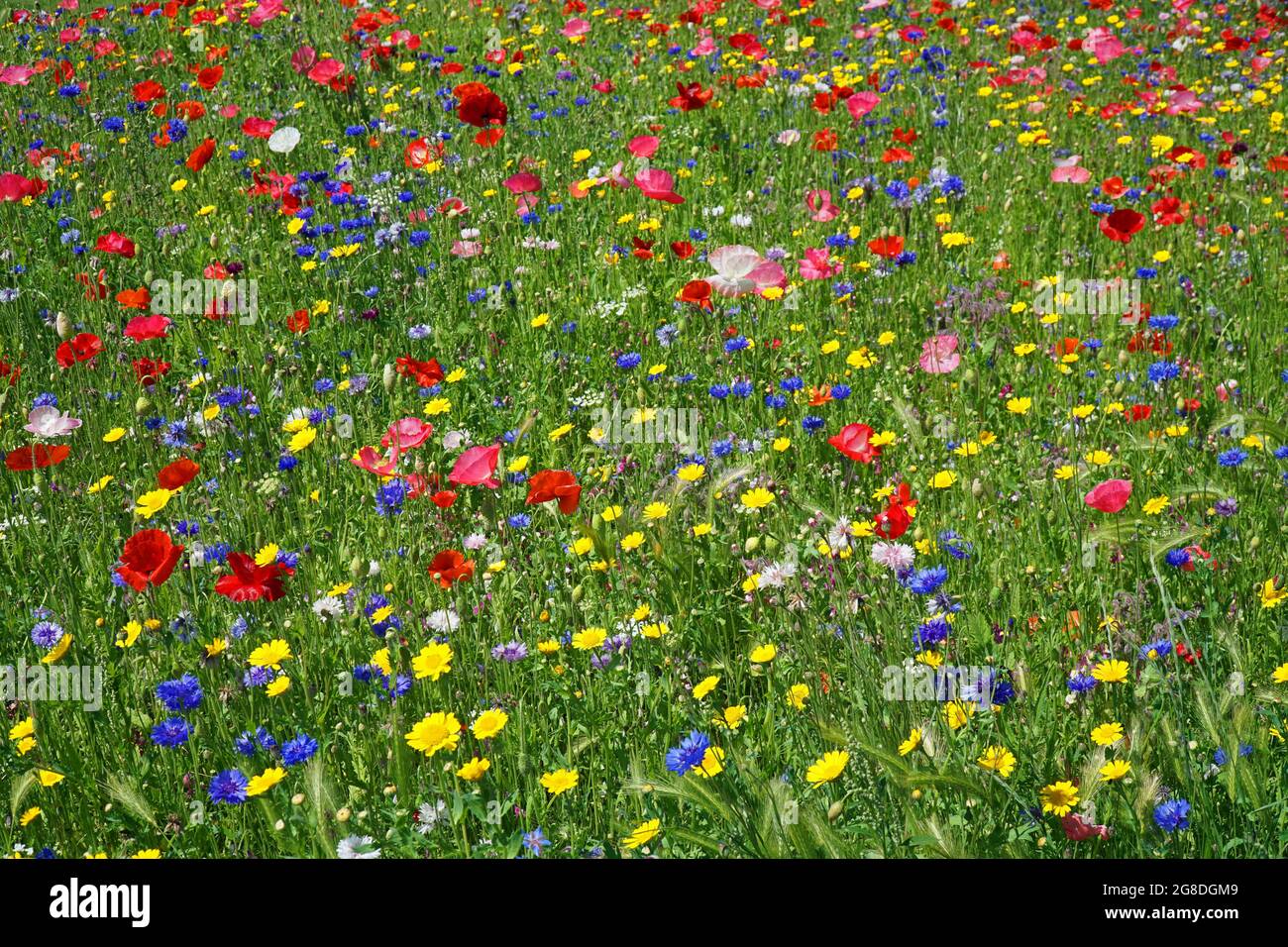 Wild Flower Meadow Hintergrund mit Popies und Kornblumen. Stockfoto
