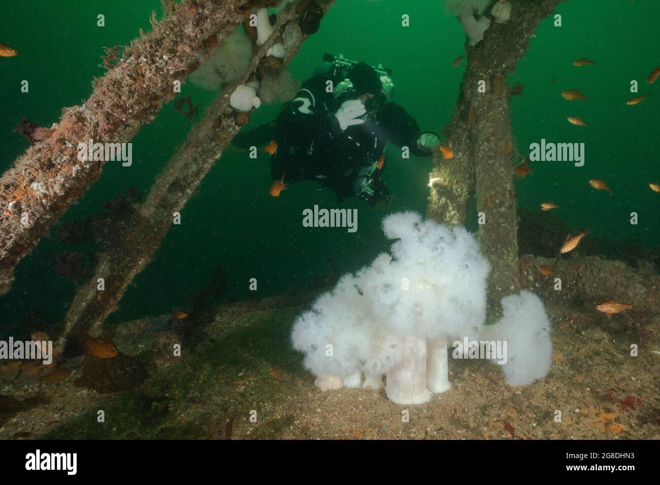 Taucher, die ein Wrack mit einer weißen Plumose-Anemone erkunden. Stockfoto